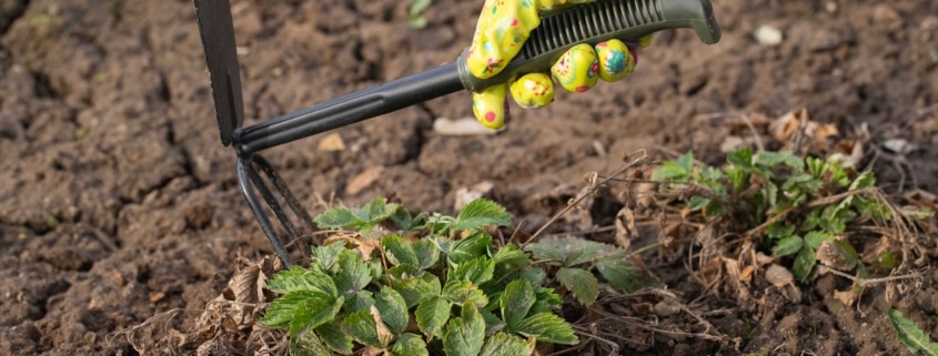 El azadón de pico: la herramienta perfecta para trabajos de jardinería y agricultura