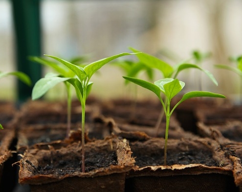 ¡Haz que tu jardín florezca! Compra arbustos de alta calidad en línea ahora mismo