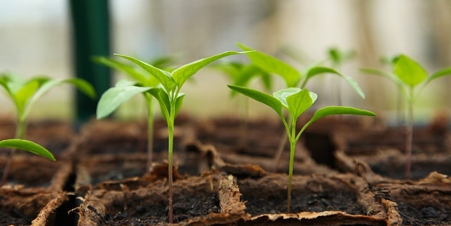 ¡Haz que tu jardín florezca! Compra arbustos de alta calidad en línea ahora mismo