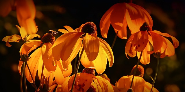 Casitas para pájaros: Dale un hogar acogedor a tus amigos emplumados en tu jardín