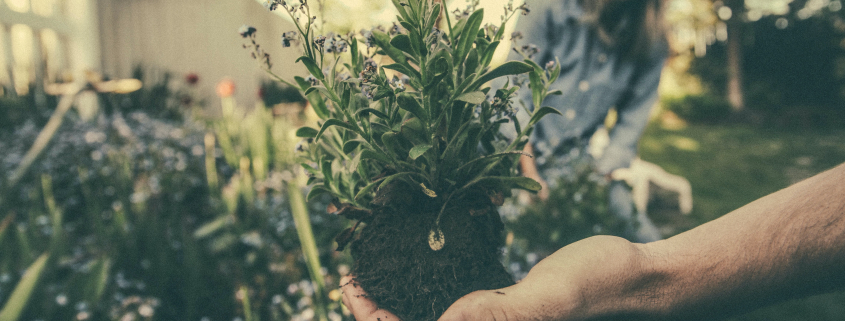 Jardineras Lechuza: la solución perfecta para tus plantas